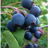 Саженец Ирга Канадская (Amelanchier canadensis) в контейнере